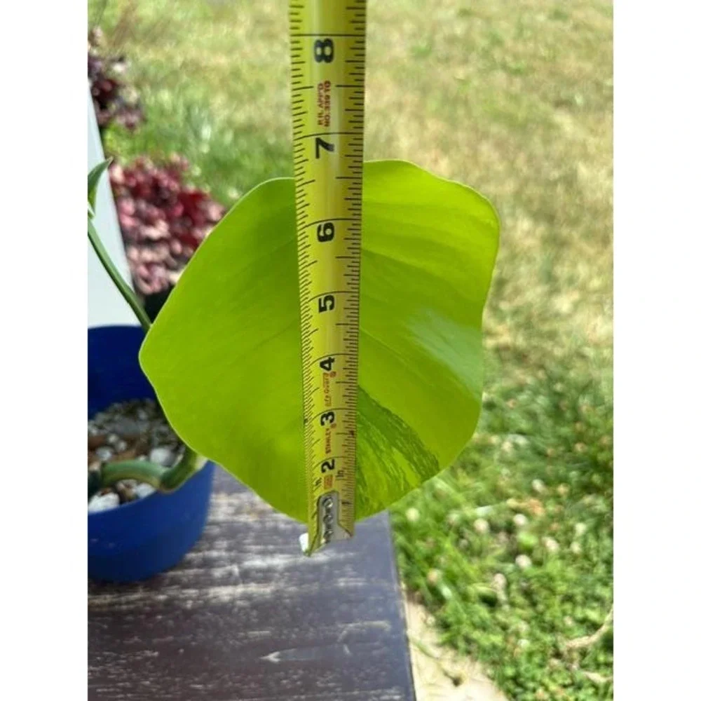 Monstera Aurea Variegated – Exact Live Rooted Plant - US Seller - A3